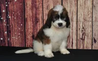 Denny F1, a male Saint Berdoodle for sale in Ligonier, IN – 2 of 5