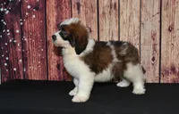 Denny F1, a male Saint Berdoodle for sale in Ligonier, IN – 4 of 5