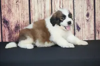 Sammy, a male Saint Berdoodle for sale in Ligonier, IN – Photo 3 of 4