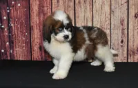 Denny F1, a male Saint Berdoodle for sale in Ligonier, IN – 5 of 5