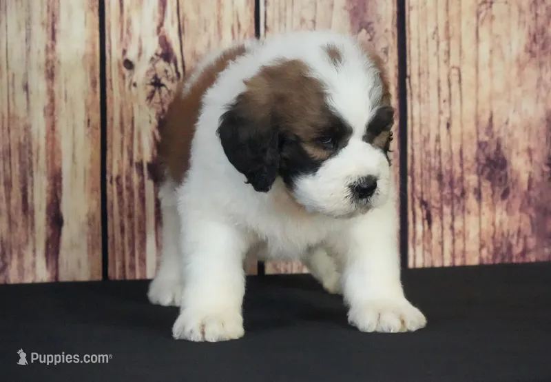 Sammy – Saint Berdoodle puppy for sale in Ligonier, IN