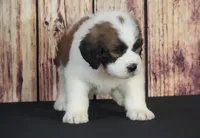 Sammy, a male Saint Berdoodle for sale in Ligonier, IN – Photo 1 of 4