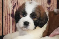 Sammy, a male Saint Berdoodle for sale in Ligonier, IN – Photo 4 of 4