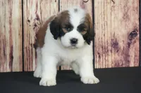 Sammy, a male Saint Berdoodle for sale in Ligonier, IN – Photo 2 of 4