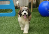 Jake F1, a male Saint Berdoodle for sale in Ligonier, IN – Photo 4 of 4