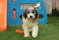 Jake F1, a male Saint Berdoodle for sale in Ligonier, IN – Photo 1 of 4