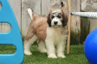 Jake F1, a male Saint Berdoodle for sale in Ligonier, IN – Photo 3 of 4