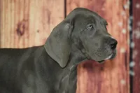 Uriah AKC Part Euro, a female Great Dane for sale in Ligonier, IN – 4 of 4