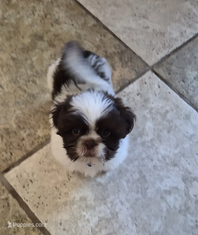 Mitzys Little Boy 2 – Shih Tzu puppy for sale in Richmond, IL