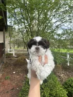 Mitzys Little boy 1, a female Shih Tzu for sale in Richmond, IL – Photo 1 of 4