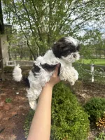 Mitzys Little boy 1, a female Shih Tzu for sale in Richmond, IL – Photo 3 of 4