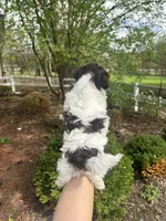 Mitzys Little boy 1, a female Shih Tzu for sale in Richmond, IL – Photo 2 of 4