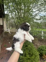 Mitzys Little Boy 2, a male Shih Tzu for sale in Richmond, IL – Photo 2 of 3