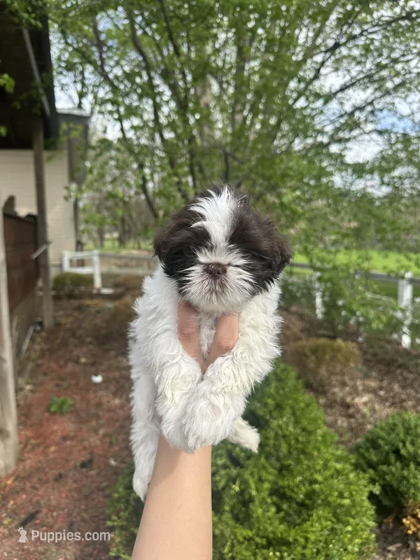 Mitzys Little Boy 2 – Shih Tzu puppy for sale in Richmond, IL