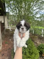 Mitzys Little Boy 2, a male Shih Tzu for sale in Richmond, IL – Photo 1 of 3