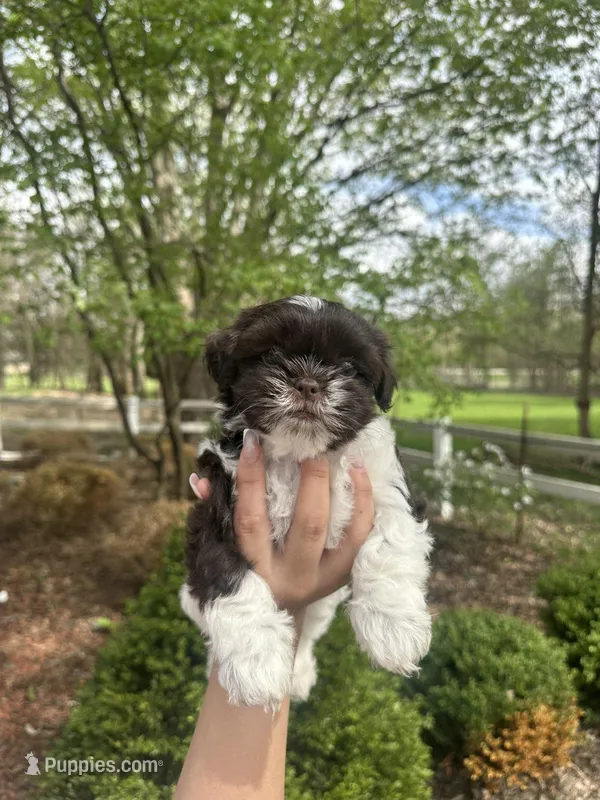 Mitzys Little Girl 1 – Shih Tzu puppy for sale in Richmond, IL