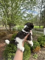 Mitzys Little Girl 1, a female Shih Tzu for sale in Richmond, IL – Photo 3 of 4