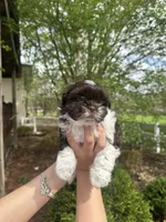 Mitzys Little Girl 1, a female Shih Tzu for sale in Richmond, IL – Photo 2 of 4