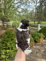 Mitzys Little Girl 1, a female Shih Tzu for sale in Richmond, IL – Photo 4 of 4