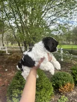 Mitzys Little Girl 2, a female Shih Tzu for sale in Richmond, IL – Photo 3 of 3