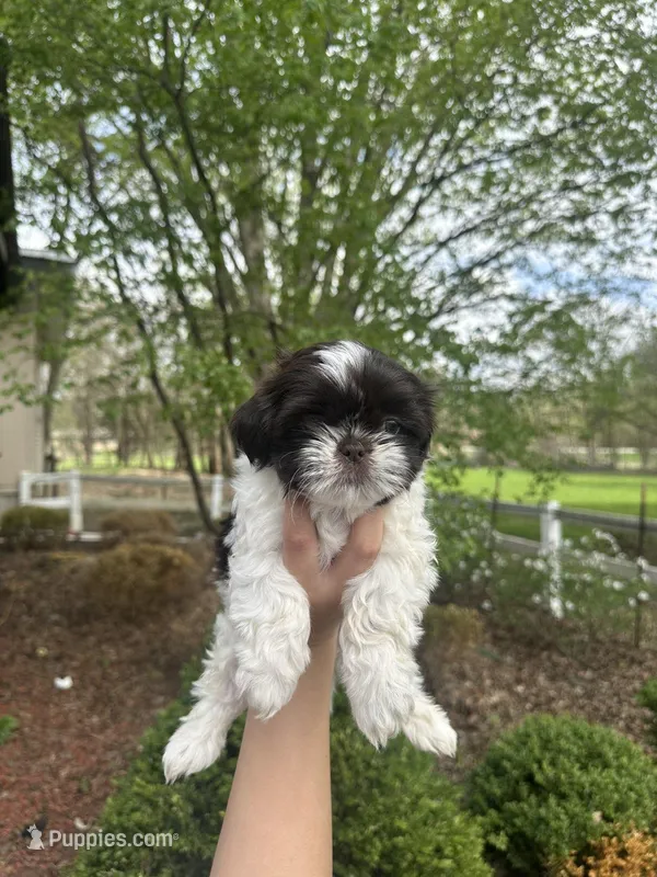 Mitzys Little Girl 2 – Shih Tzu puppy for sale in Richmond, IL