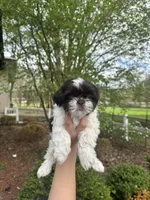 Mitzys Little Girl 2, a female Shih Tzu for sale in Richmond, IL – Photo 1 of 3