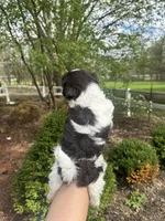 Mitzys Little Girl 2, a female Shih Tzu for sale in Richmond, IL – Photo 2 of 3