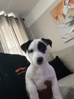 Apollo, a male Jack Russell Terrier for sale in Tarrytown, NY – Photo 2 of 3