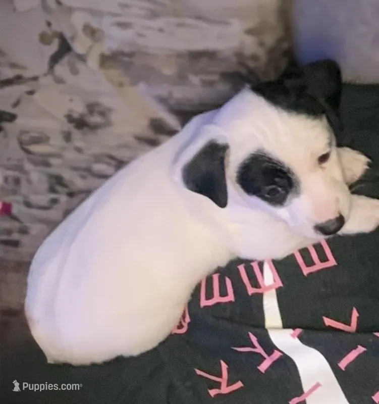 Apollo – Jack Russell Terrier puppy for sale in Tarrytown, NY