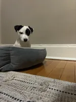 Apollo, a male Jack Russell Terrier for sale in Tarrytown, NY – Photo 3 of 3