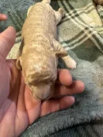Mini poodle girl 2, a female Poodle - Toy  for sale in Parkers Lake, KY – 4 of 10