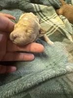 Mini poodle girl 2, a female Poodle - Toy  for sale in Parkers Lake, KY – 3 of 10