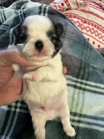 Shih Tzu boy 3, a male Shih Tzu for sale in Parkers Lake, KY – 5 of 8