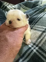 Shih Tzu 2, a male Shih Tzu for sale in Parkers Lake, KY – 3 of 9