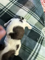 Shih Tzu boy 1, a male Shih Tzu for sale in Parkers Lake, KY – 4 of 8