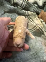 Mini poodle girl 2, a female Poodle - Toy  for sale in Parkers Lake, KY – 7 of 10