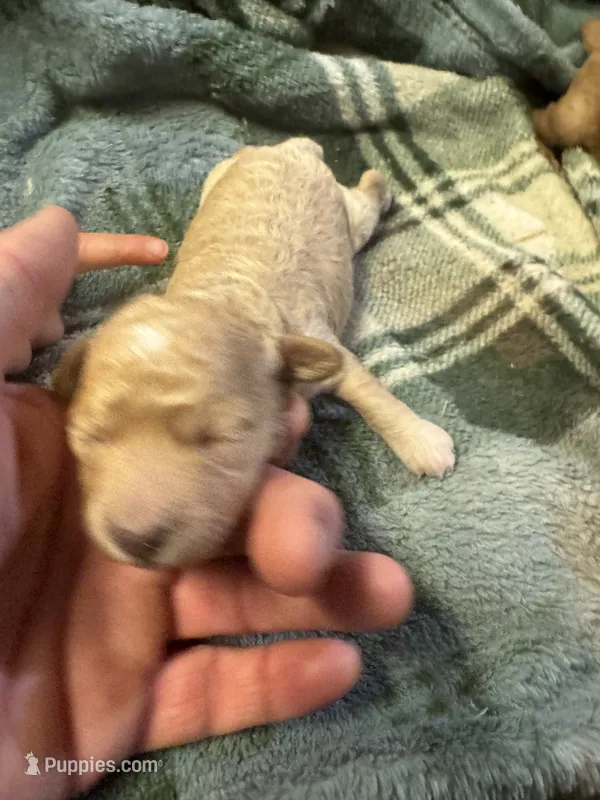 Mini poodle girl 2 – Poodle - Toy  puppy for sale in Parkers Lake, KY