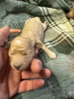 Mini poodle girl 2, a female Poodle - Toy  for sale in Parkers Lake, KY – 1 of 10