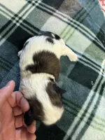 Shih Tzu boy 1, a male Shih Tzu for sale in Parkers Lake, KY – 5 of 8