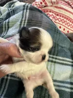 Shih Tzu boy 3, a male Shih Tzu for sale in Parkers Lake, KY – 4 of 8