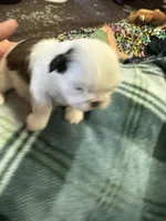 Shih Tzu 2, a male Shih Tzu for sale in Parkers Lake, KY – 5 of 9