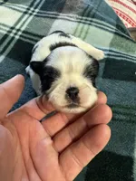 Shih Tzu boy 1, a male Shih Tzu for sale in Parkers Lake, KY – 8 of 8