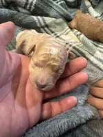 Mini poodle girl 2, a female Poodle - Toy  for sale in Parkers Lake, KY – 8 of 10