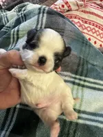 Shih Tzu boy 3, a male Shih Tzu for sale in Parkers Lake, KY – 6 of 8