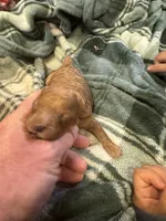 Mini poodle girl 1, a female Poodle - Toy  for sale in Parkers Lake, KY – 6 of 7