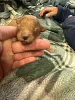Mini poodle girl 1, a female Poodle - Toy  for sale in Parkers Lake, KY – 2 of 7