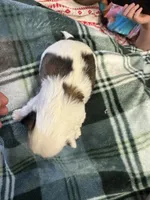 Shih Tzu 2, a male Shih Tzu for sale in Parkers Lake, KY – 1 of 9