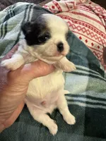 Shih Tzu boy 3, a male Shih Tzu for sale in Parkers Lake, KY – 8 of 8