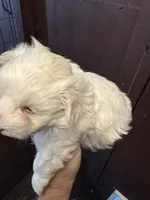 Pepper’s Maltese boy, a male Maltese for sale in Parkers Lake, KY – Photo 8 of 9