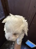 Pepper’s Maltese boy, a male Maltese for sale in Parkers Lake, KY – Photo 7 of 9